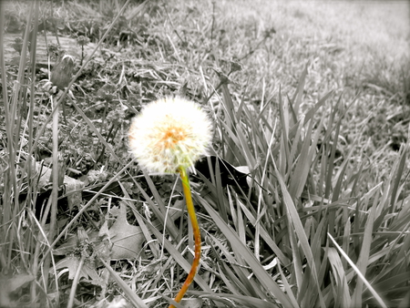 The small things - black, white, photography, color, flower