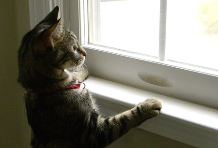 Waiting Kitten - cropped, window, looking, photography, waiting, kitten