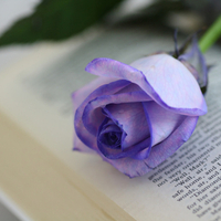 A Purple Rose On Book