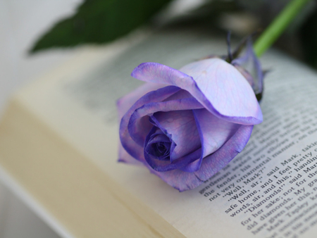 A Purple Rose On Book - photography, purple rose, book, rose, flower