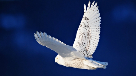 The White Snowy Owl - nature, birds, owls, beauty