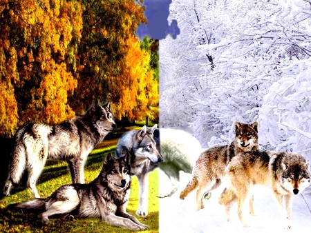 INDIAN - wolf, nature, indian, wolfs, winter, summer, mountains, 2012