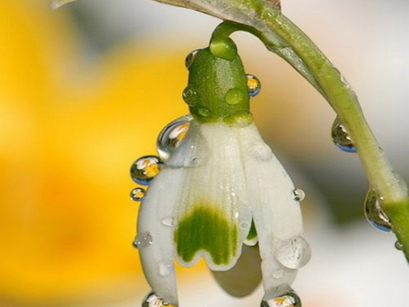 SnowDrop - white, spring, dewdrops, flower, petals