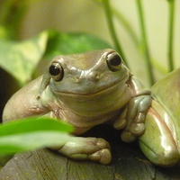 GREEN FROG