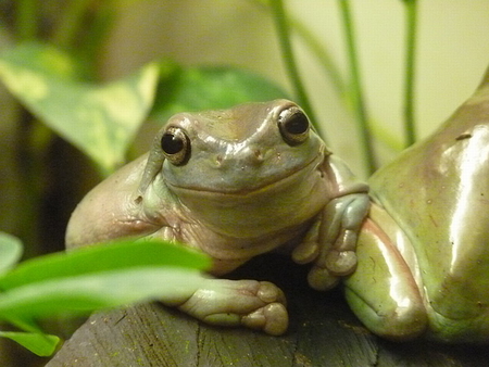 GREEN FROG - beautiful, tree, big, green