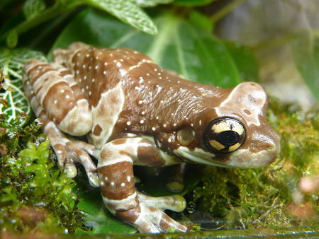 BEAUTIFUL FROG - beauty, tree, cute, frog