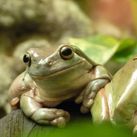 TREE FROG