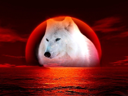 INDIAN - nature, 2012, wolf, red, wolfs, indian, color, mountains