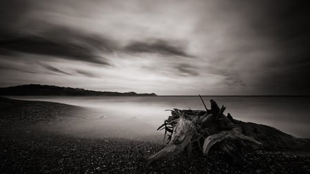 dead wood - black and white, stump, beach, sky