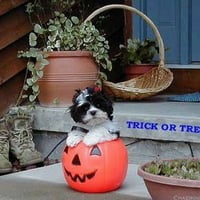 HALLOWEEN PUPPY