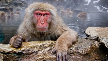 ahhh - snow, hot springs, red face, monkey