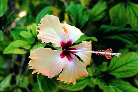 Just special flower - white, special, nice, red, green, abu dhabi, flower