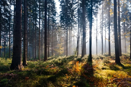 Beautiful Forest - tree, view, forest, beautiful