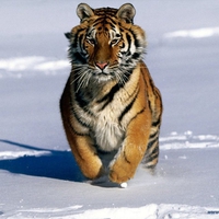 Walking tiger
