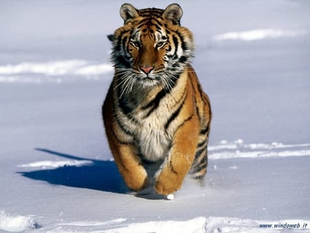 Walking tiger - path, show, walk, tiger