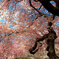 Neath the cherry tree