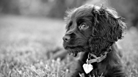 pretty pup - black, white, photography, cute, adorable, animaldog, spaniel