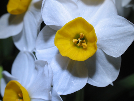 White Daffodils in March - sunny, yellow, springtime, daffodils, pure, flowers, secret, garden, forever, beautiful, sunshine, lovely, love, life, wonderful, white, new season, nature, bright, shine