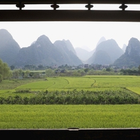 Rice fields