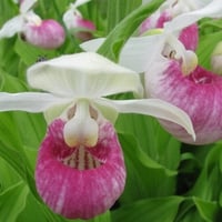 lady-slippers-and-peekin