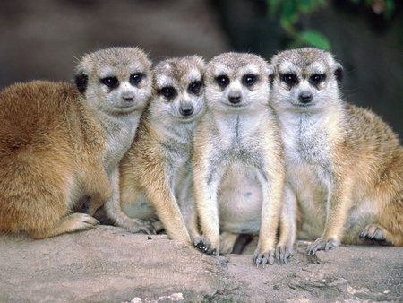 Meerkat portrait - africa, meerkat, animal, nature