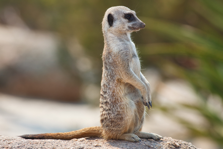 A meerkat in the Kalahari Desert