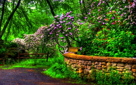 SPRING BEAUTY - walkway, blooms, park, flowers, spring