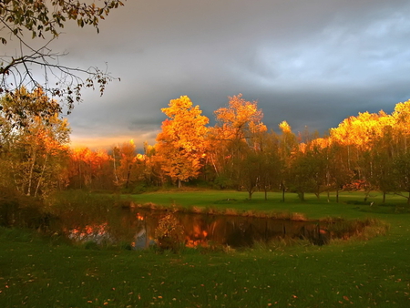 Golden forest - tree, pond, nature, grass