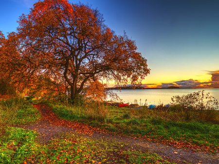 Sunset - path, tree, sunset, nature, sunrise