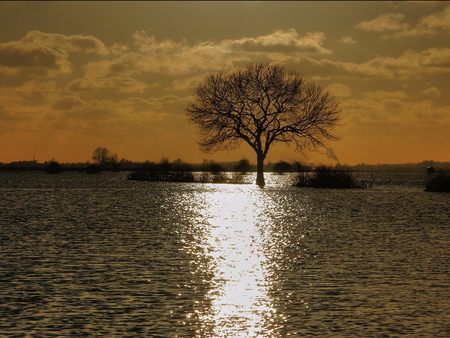 After a big rain - nature, water, sky, tree