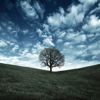 Lonely tree at field