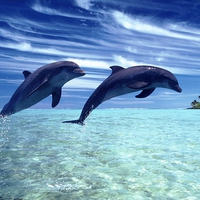 Dolphins