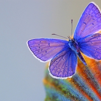 Blue Butterfly