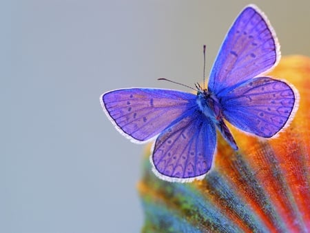 Blue Butterfly - butterfly, picture, blue, beautiful