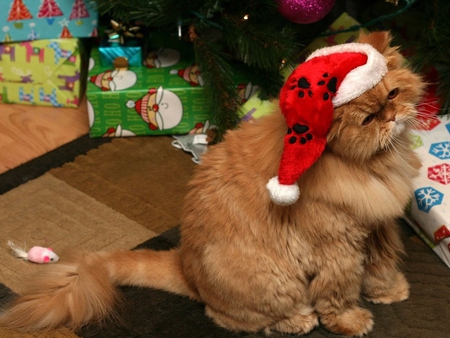 Cute santa kitten - holiday, animal, kitten, hat, cristmas, cat, santa, sweet