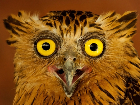 Owl - picture, owl, cool, beautiful