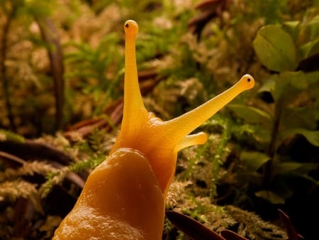 Hello Hello - close up, tree, snail, undergroth