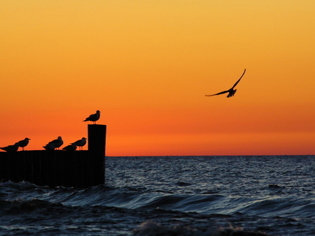 Sunset - sky, bird, sunset, sea, nature