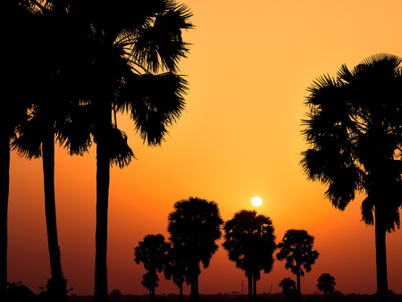 Tree silhouette - sky, silhouette, tree, sunset, nature