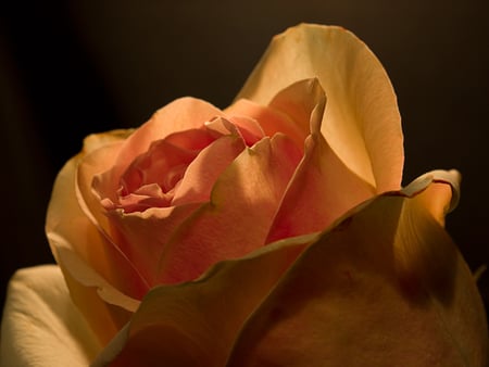 Peach Rose