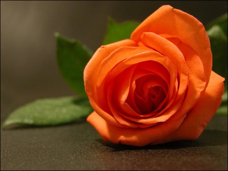 Orange Rose