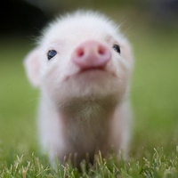 Cute Pig