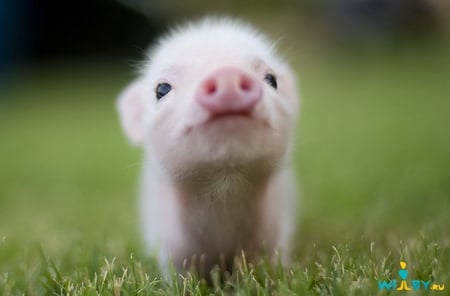 Cute Pig