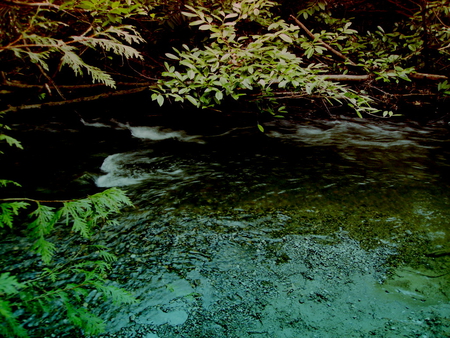 Small creek - stream, water, green, creek