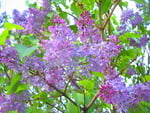 Up in the lilac tree