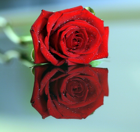 rose - reflected, still life, rose, drops