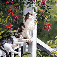 cats on a fence