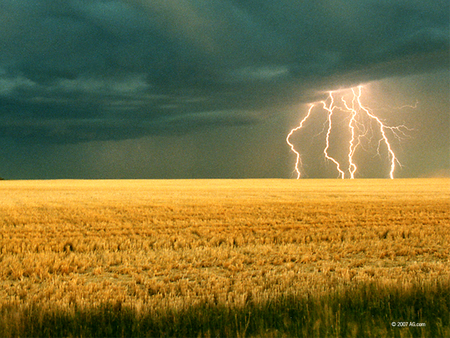 THE GOLDEN WHEAT - wheat, golden, lighting, fields