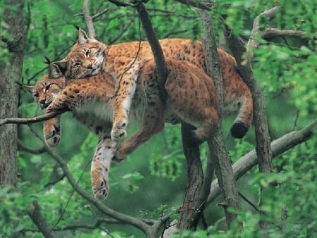 Wild and wonderful - wonderful, wild cats, tree, animals