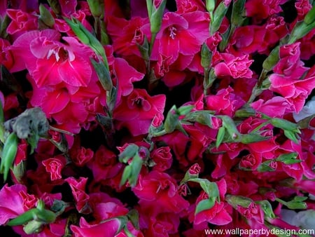 CRIMSON GLADS - crimson, bulbs, glad, red